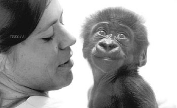 El séptimo nieto de 'Copito' se suma a la familia más famosa del zoo