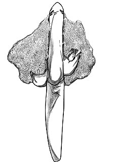 "Soy un técnico simple"