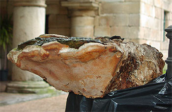 Una seta gigante y asesina