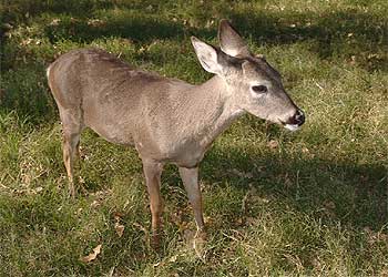 Dewey,  el ciervo clonado, en una fotografía reciente.