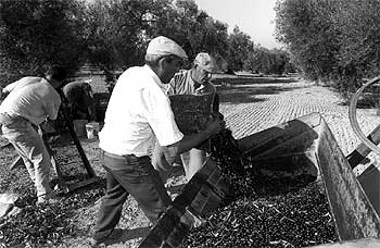 Trabajos de recolección de la aceituna en una finca de El Coronil (Sevilla).