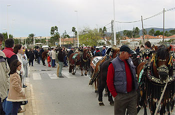 Más de cien caballos tiran de un mismo carro en Benicarló