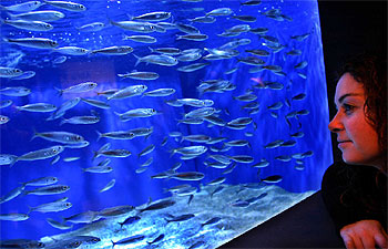 El primer acuario de Vizcaya