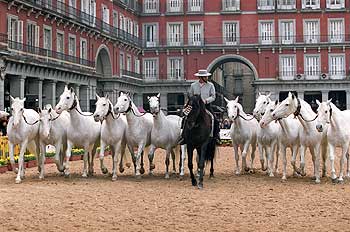 Yeguas andaluzas en la plaza Mayor