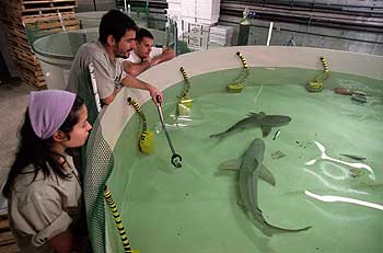 DE MOMENTO SON PEQUEÑOS.