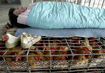 Un vendedor chino duerme sobre jaulas de aves en un mercado de la zona de Shangai.