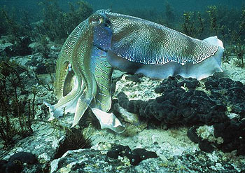 Imagen submarina de  Australasia salvaje. 