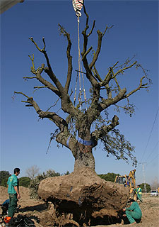 Una encina milenaria se salva de la ampliación de la N-I