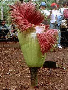 Ejemplar de  Rafflesia arnoldi  en un jardín botánico de Bali.