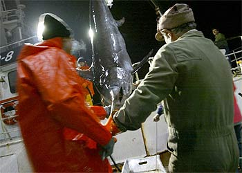 Descarga de un pez espada desde un pesquero de altura de bandera portuguesa en el puerto de O Berbés, en Vigo.