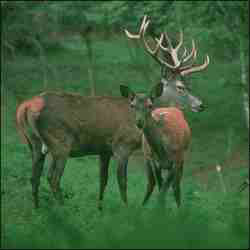 En defensa del ciervo ibérico