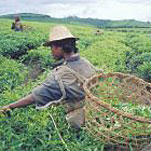 Intermón Oxfam  hará que el Comercio Justo esté presente en la Complutense