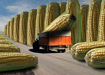 'TRANSGÉNICOS'. Juan Carlos de la Calle, Sevilla.rnrnJuan Carlos de la Calle.