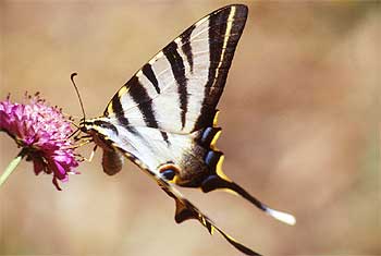 Una mariposa chupaleches bebe el néctar de una flor.