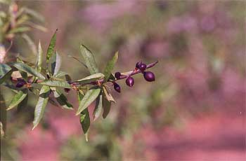 Los frutos de un melocotonero, dañados por la helada en la comarca de La Ribera.