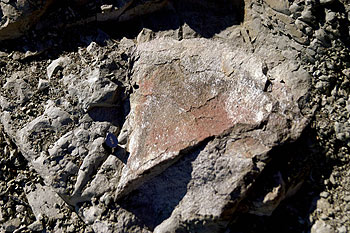 Pelvis de dinosaurio hallada en la Antártida.