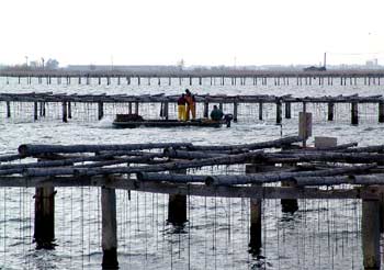 Una imagen de una plataforma marisquera en el delta del Ebro.