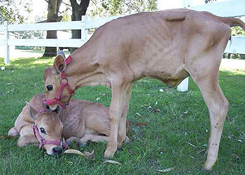 Las terneras clónicas transgénicas de segunda generación  Pampa Mansa II  y  III .