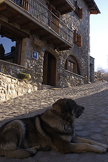 El perro  Lucky,  junto a Casa Cornel, en Cerler (Huesca).