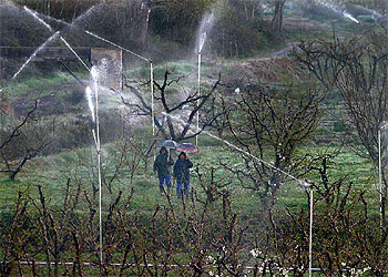 Agua de riego contra las heladas