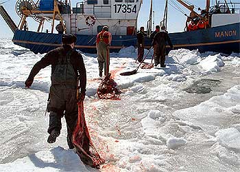 Cazadores arrastran pieles de focas en una captura preliminar en las Islas de la Magdalena.