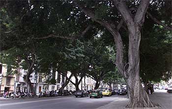 Los ficus de La Alameda malagueña resisten casi 200 años con salud