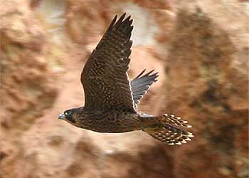 Los halcones peregrinos ya crían en Barcelona