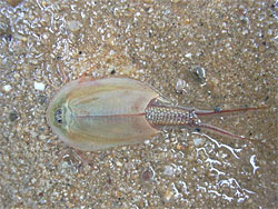 Triops Cancriformis