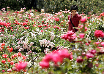 Un voto para elegir la rosa más llamativa