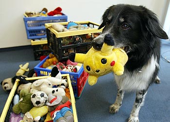  Rico  recoge un juguete que se le acaba de pedir con la voz.