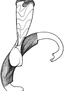 "A López Ufarte no le imito ni con la derecha"