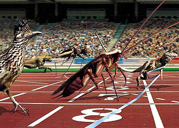 Imagen del documental de la BBC  Animales olímpicos .