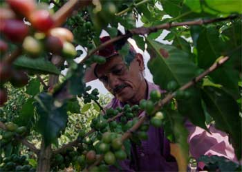 Un técnico agrónomo examina un cafeto  (Coffea arábica)  en un cultivo colombiano.
