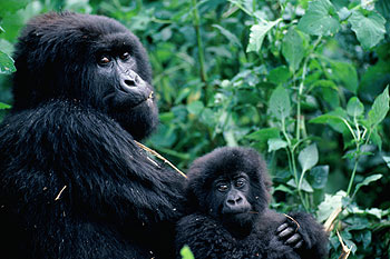 Los primates no rectifican el comportamiento de sus hijos.