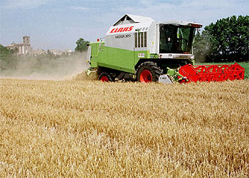 Una cosechadora trabaja en un campo de cereal de Castelló d'Empúries (Girona).