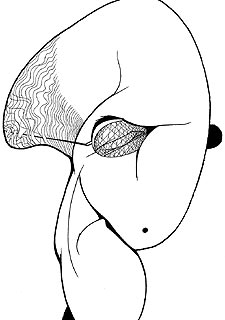 "Ya alimenté bastante mi ego"