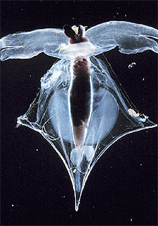 Un ejemplar del molusco terópodo  Clio Pyramidata  capturado en el Pacífico subártico.