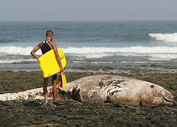 Un surfista contempla el cadáver del tercer zifio muerto, varado la playa de Majanicho, en Fuerteventura. rnrn REUTERS
