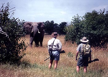 Dos guías de safari, ante un magnífico ejemplar de elefante en Kenia.