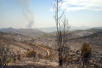Un aspecto del paisaje desolador que queda en las zonas de Andalucía devastadas por el incendio forestal.