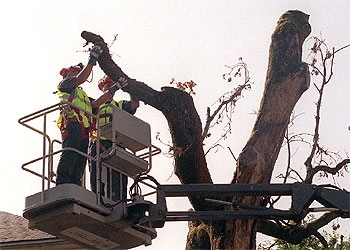 Agur al árbol de Gernika