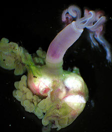 Nuevas especies sin boca ni ojos