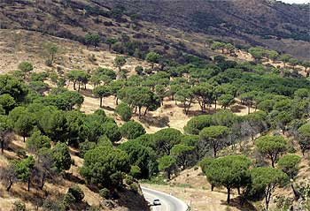 Un coche circula por la  carretera de los pantanos,  a la altura del puerto de San Juan, rodeado por la vegetación de la zona especial de protección de aves.
