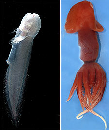 A la izquierda un raro ejemplar de  Aphyonus gelatinosus ; y a la derecha una nueva especie de calamar del género  Planctoteuthis 