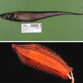 Arriba, un pez del género  Porogadus  y abajo una  Aulococtena acuminata,  de 15 centímetros, que vive en aguas profundas