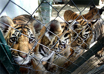 El zoo de Castelló d'Empúries exhibe cuatro pequeños tigres de Bengala