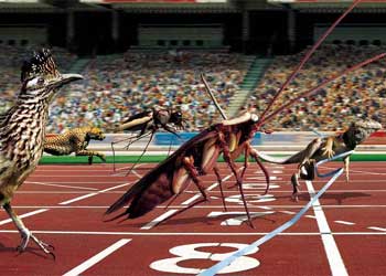 Imagen de la serie documental  Animales olímpicos.  