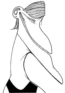 "Me chiflan los videojuegos de estrategia"