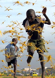 Las langostas invaden Dakar