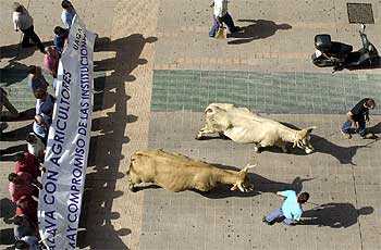 PROTESTA CON VACAS.